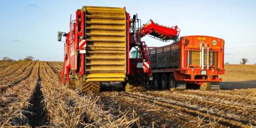 Potato yields declined by 15 percent in Ireland