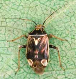 Pepijat Tumbuhan Bernoda (Lygus lineolaris) 7 Mencemarkan