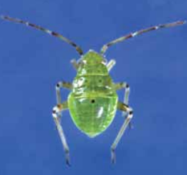 Pepijat Tumbuhan Bernoda (Lygus lineolaris) 6 Tercemar1