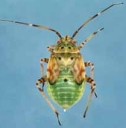 Pepijat Tumbuhan Bernoda (Lygus lineolaris) 5 Tercemar2