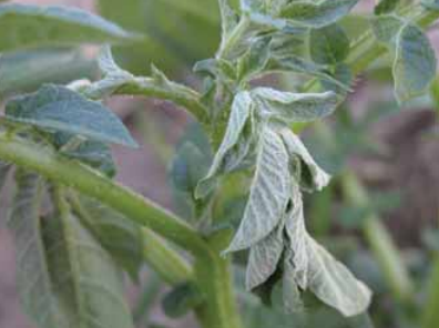 Pepijat Tumbuhan Bernoda (Lygus lineolaris) 4 Tercemar3