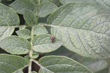 Pepijat Tumbuhan Bernoda (Lygus lineolaris) 3 Tercemar4
