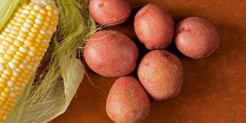 USDA approves Toolgen’s reduced-browning GMO potato