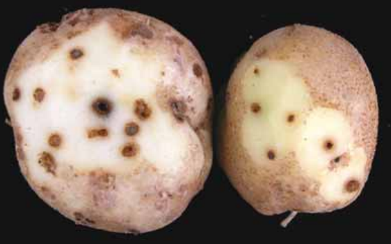 Drahtwürmer6 1 1