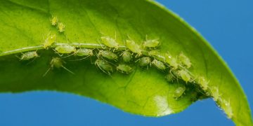 Foxglove Aphid (Aulacorthum solani)