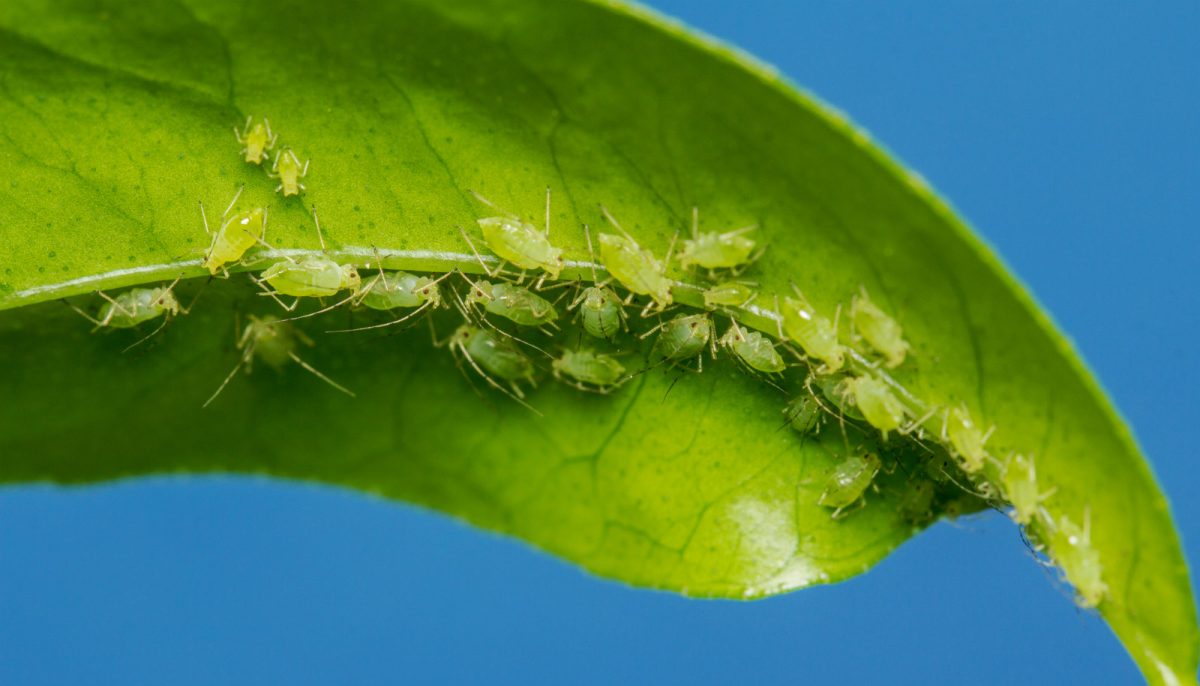 फॉक्सग्लोव एफिड (औलाकोर्थम सोलानी)