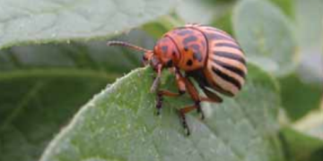 Colorado Potato Beetle (Leptinotarsa decemlineata)