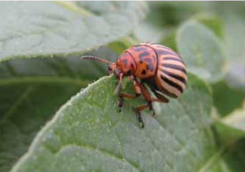 Colorado Potato Beetle (Leptinotarsa decemlineata) 8 Colorado Potato Beetle (Leptinotarsa decemlineata)