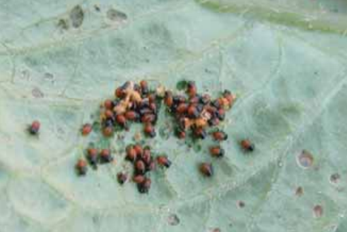Colorado Potato Beetle (Leptinotarsa decemlineata) 10 colorado10