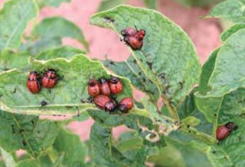 Colorado Potato Beetle (Leptinotarsa decemlineata) 12 colorado12