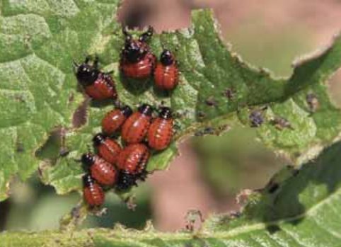 Colorado Potato Beetle (Leptinotarsa decemlineata) 13 colorado13