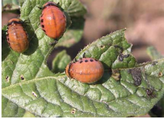 Colorado Potato Beetle (Leptinotarsa decemlineata) 14 colorado14
