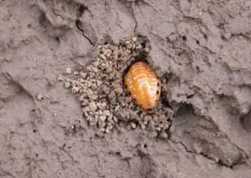 Colorado Potato Beetle (Leptinotarsa decemlineata) 16 colorado16