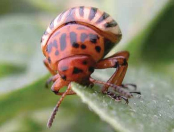 Colorado Potato Beetle (Leptinotarsa decemlineata) 2 colorado2