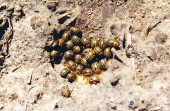 Colorado Potato Beetle (Leptinotarsa decemlineata) 22 colorado22
