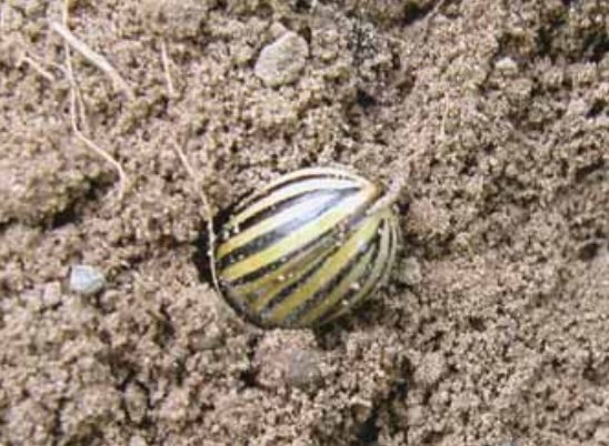 Colorado Potato Beetle (Leptinotarsa decemlineata) 23 colorado23