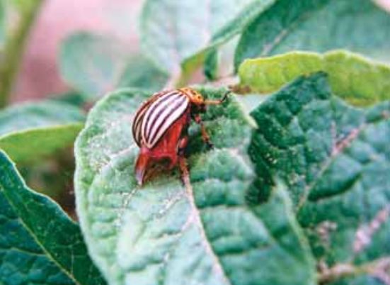 Colorado Potato Beetle (Leptinotarsa decemlineata) 25 colorado25