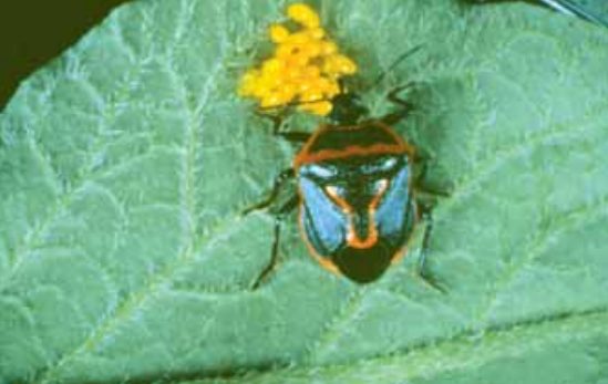 Colorado Potato Beetle (Leptinotarsa decemlineata) 27 colorado27