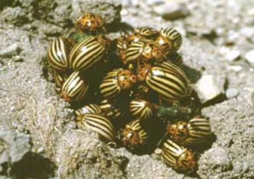 Colorado Potato Beetle (Leptinotarsa decemlineata) 3 colorado3