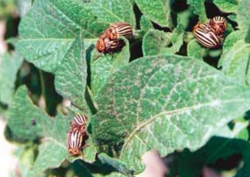 Colorado Potato Beetle (Leptinotarsa decemlineata) 4 colorado4