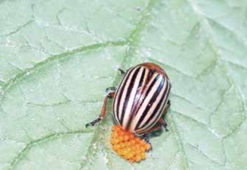 Colorado Potato Beetle (Leptinotarsa decemlineata) 5 colorado5