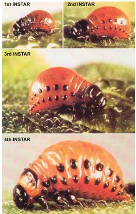 Colorado Potato Beetle (Leptinotarsa decemlineata) 8 colorado8