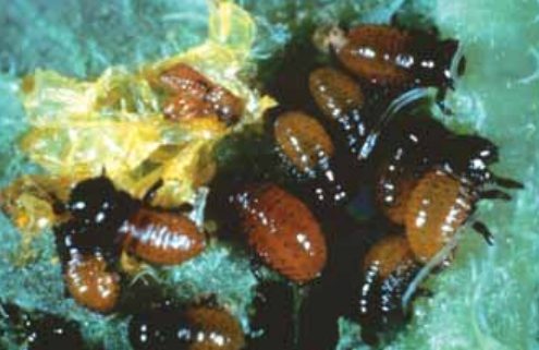 Colorado Potato Beetle (Leptinotarsa decemlineata) 9 colorado9