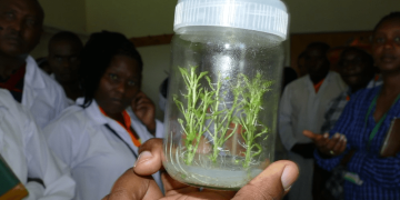 Tissue Culture Tech Boosts Kenya’s Potato Yields
