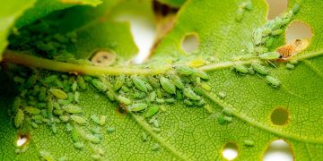 Green Peach Aphid (Myzus persicae)