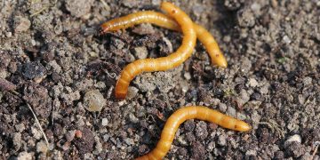 Wireworms (Limonius spp.)