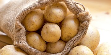 Ethiopia approves genetically engineered potatoes trials