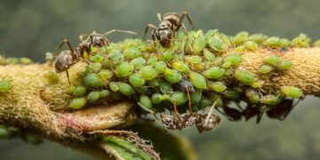 Aphids