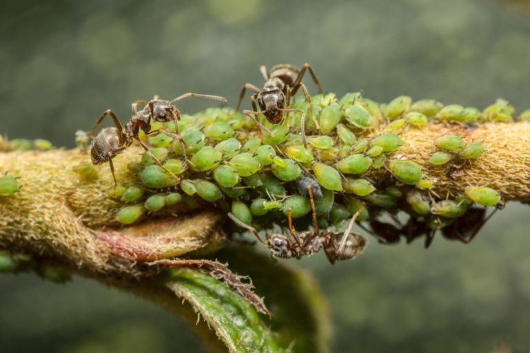 Aphids 6 Aphids