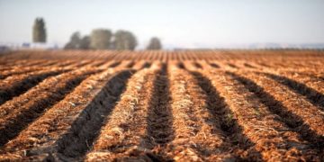 Easy Potato Vine Removal Research at CMCDC
