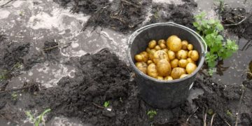 PEI Potato Farmers Recover After Hurricane Fiona Devastation