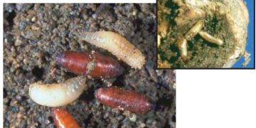 Seedcorn Maggot (Delia platura)