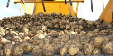 Potato harvest in Belgium remains below 4 million tons