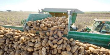 USD45m Outlay in Southern’s Hemisphere Largest Potato Packing Factory