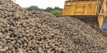 NVWA found verrucous disease at eight sites in the starch region