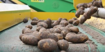 Belgian potato processors raise contract prices by 40 percent