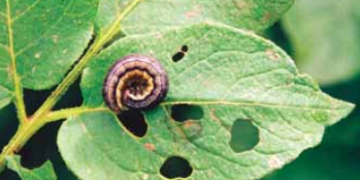 Minor Insect Pests. Armyworms.