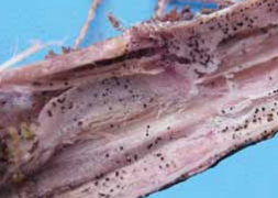 Black Dot (Colletotrichum coccodes)