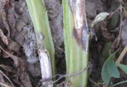 Late Blight Lookalikes on Leaves and Stems (continued)