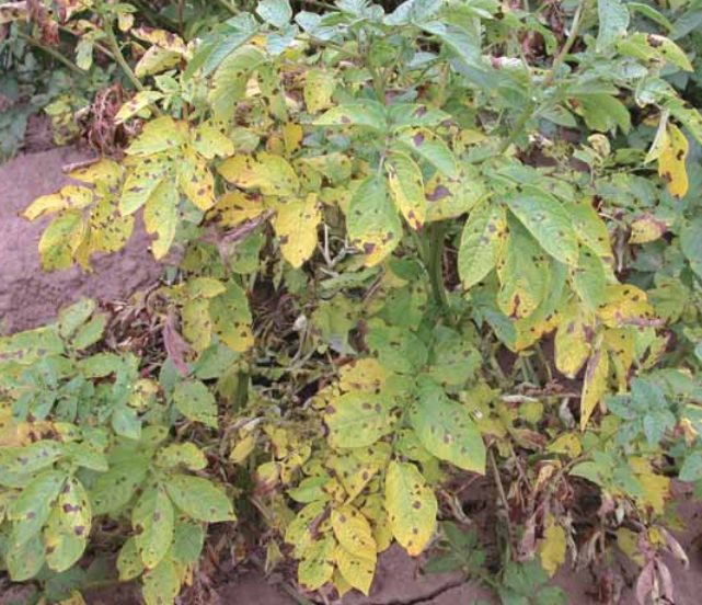 Blight3 2