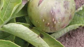 Early Blight (Alternaria solani)