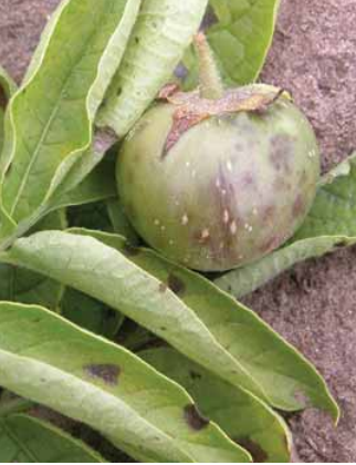 A' Chrùbadh Tràth (Alternaria solani)
