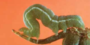 Cabagge Looper (Trichoplusia ni )