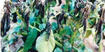 Late Blight Lookalikes on Leaves and Stems (continued)