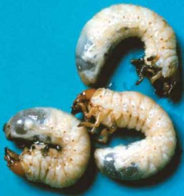 Larvas 1 1