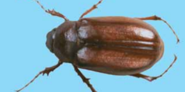 White Grubs (Phyllophaga spp.)